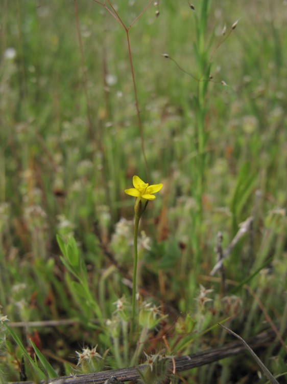Cicendia filiformis